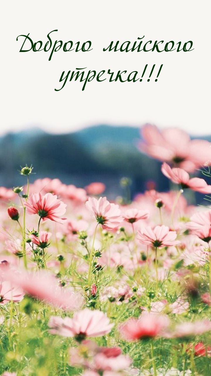 Поздравления с добрым майским утром Поздравления с добрым майским утром