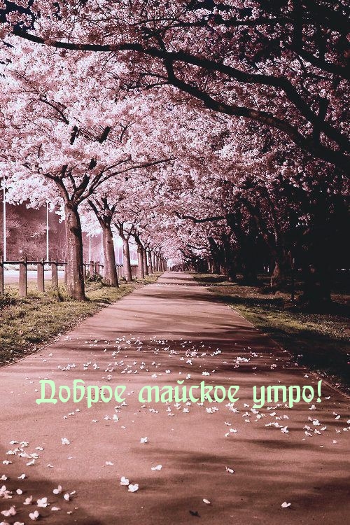 С Добрым Майским Утром Картинки Красивые (50 фотографий). С Добрым Майским Утром Картинки Красивые (50 фотографий).