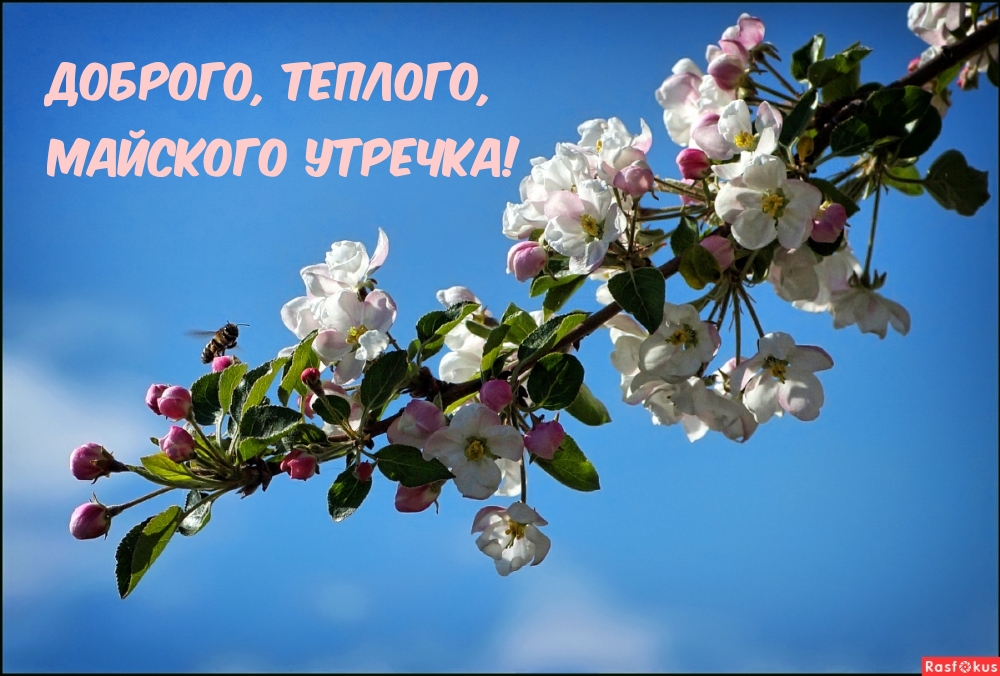 Предлагаем вам подборку самых красивых и креативных картинок с пожеланием "Доброго майского утра". Предлагаем вам подборку самых красивых и креативных картинок с пожеланием "Доброго майского утра".