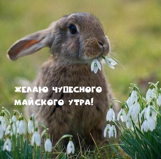 Картинка для пожелания доброго утра из раздела "Май". Картинка для пожелания доброго утра из раздела "Май".