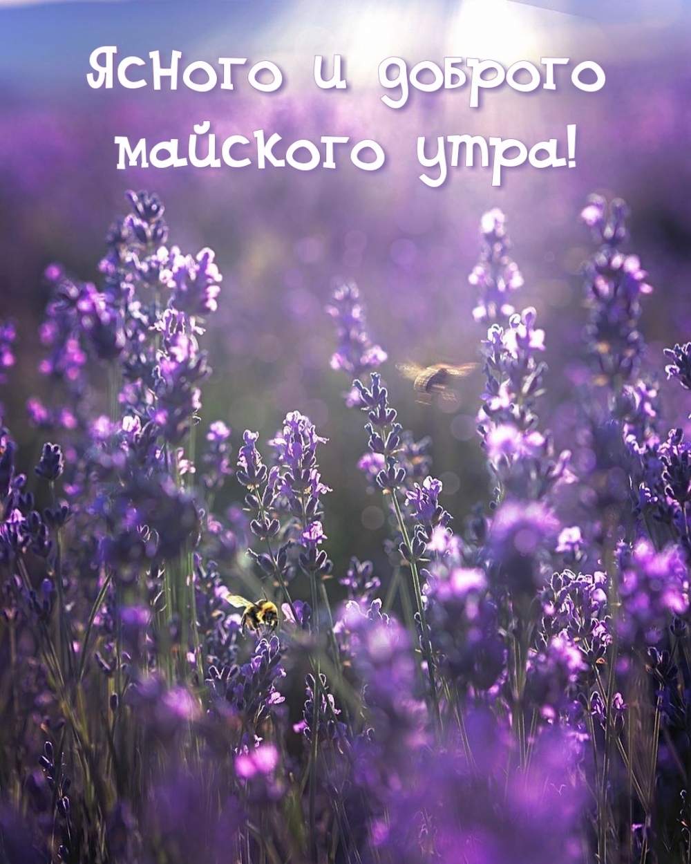 Порадовать близкого человека в мае и пожелать ему доброго утра вы можете привлекательными картинками, которые можно отправить быстро и абсолютно бесплатно. Порадовать близкого человека в мае и пожелать ему доброго утра вы можете привлекательными картинками, которые можно отправить быстро и абсолютно бесплатно.