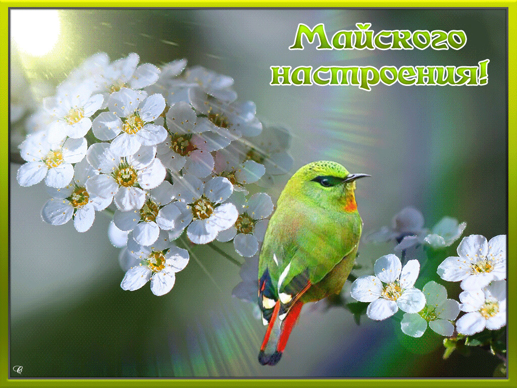 Пожелания доброго Майского дня скачать бесплатно.