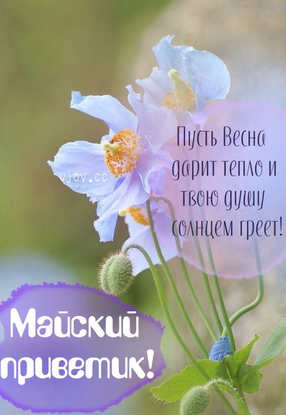 Поздравления с добрым майским днём.