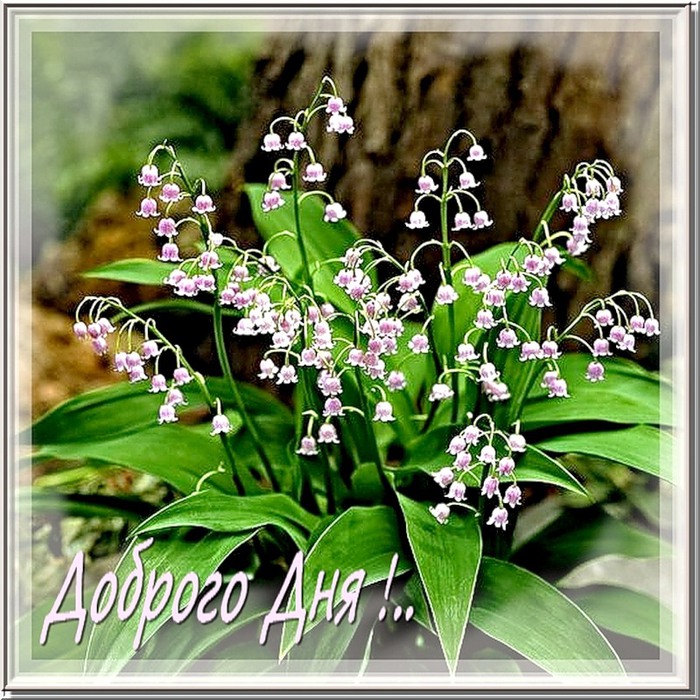 Тёплых майских дней.