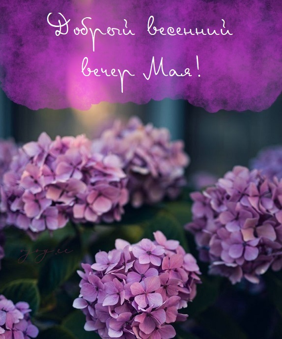 Картинка — Добрый вечер мая!