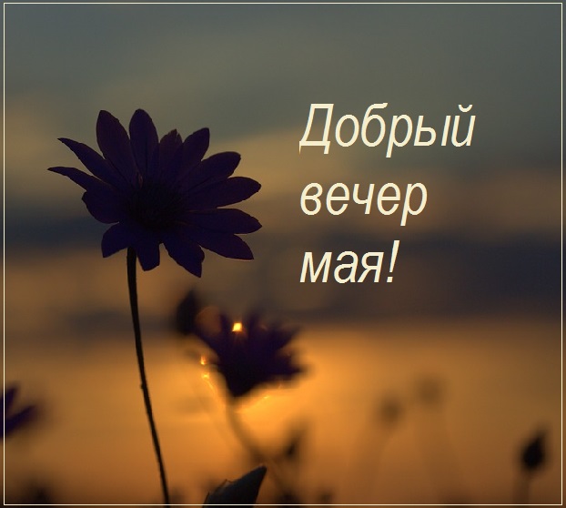 Доброго вечера природа цветы.