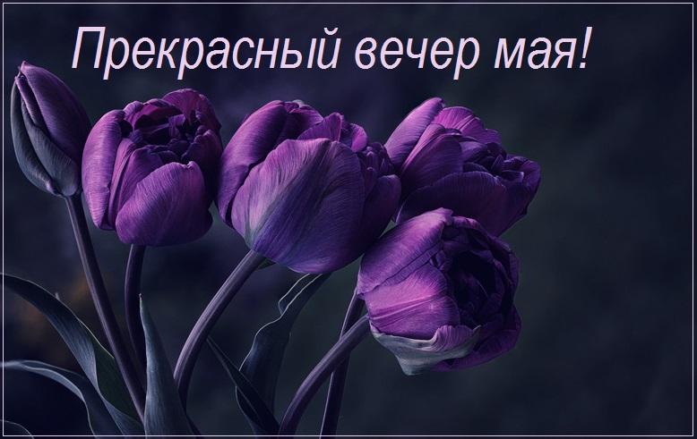 Картинка с цветами Доброго майского вечера.