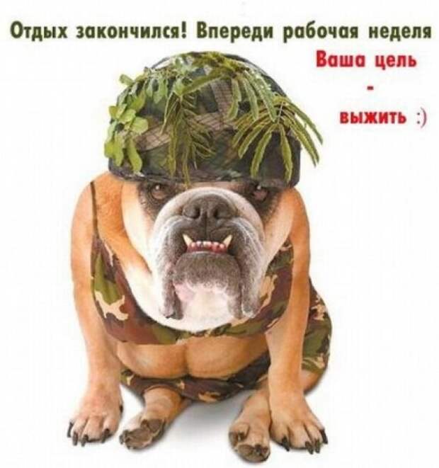 Шутки про первый рабочий день после Нового года.