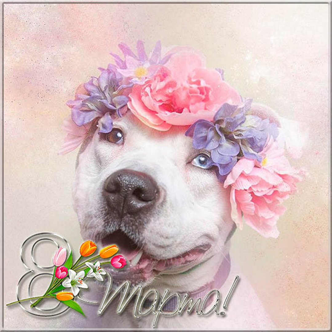 Красивые картинки на 8 марта 2023 - открытки поздравления с пожеланиями женщинам. Красивые картинки на 8 марта 2023 - открытки поздравления с пожеланиями женщинам.