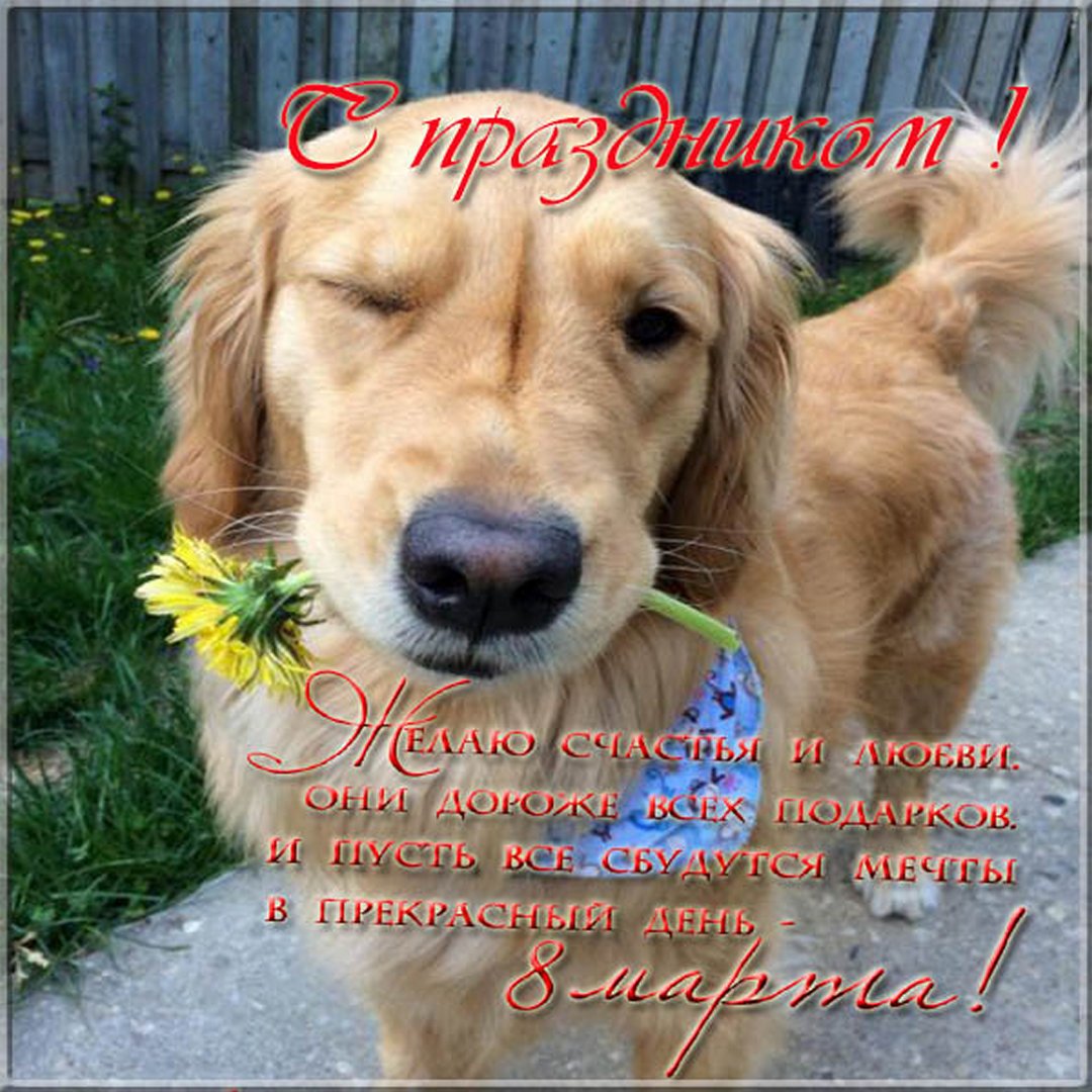 Смешные и веселые надписи к картинкам до слез (100 фото). Смешные и веселые надписи к картинкам до слез (100 фото).