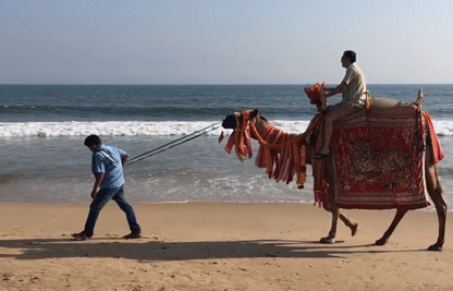 Верблюд гиф