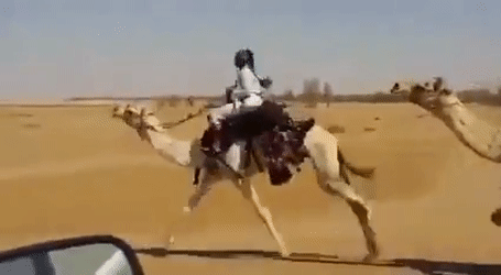 Гифка верблюд бежит по пустыне.