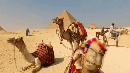 Красивая gif картинка с верблюдами.