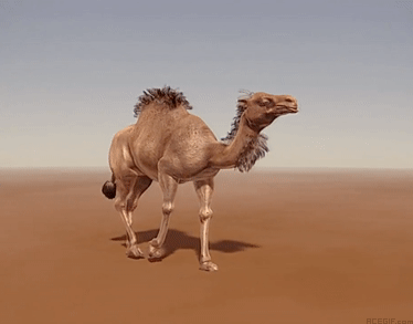 Анимация верблюд идет по пустыне.