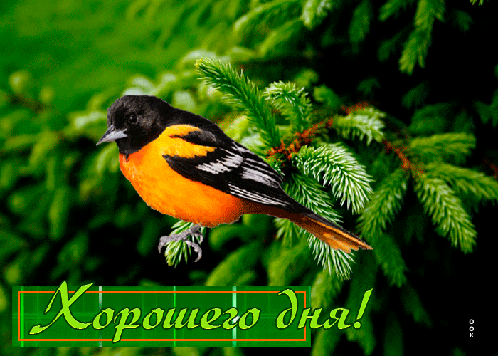 Потрясная гифка с птичкой на ветке Хорошего дня.