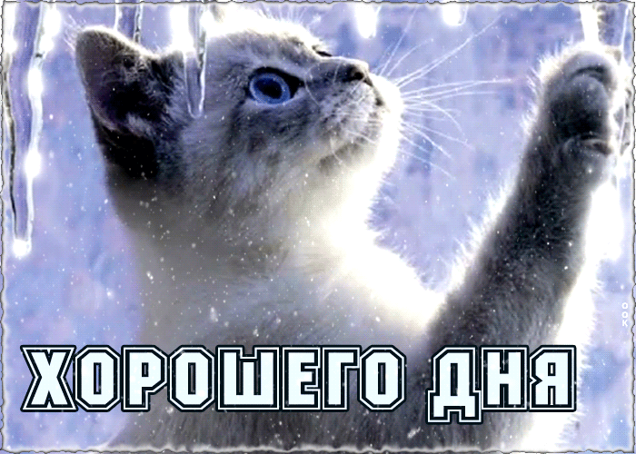 Зимняя Милая открытка хорошего дня с котиком.