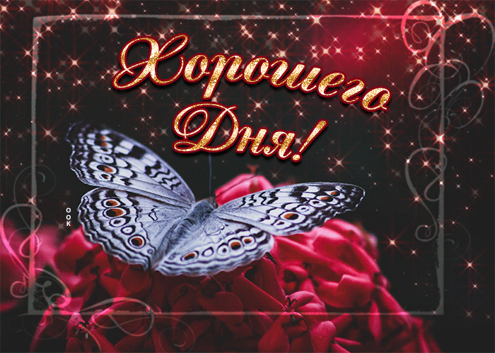 Классная открытка хорошего дня с бабочкой на цветах.