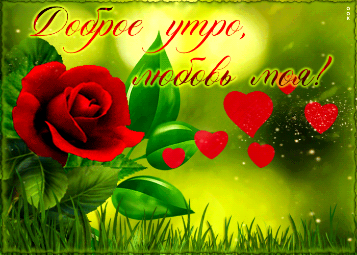 Великолепная гифка Доброе утро, любовь моя с красной розой!