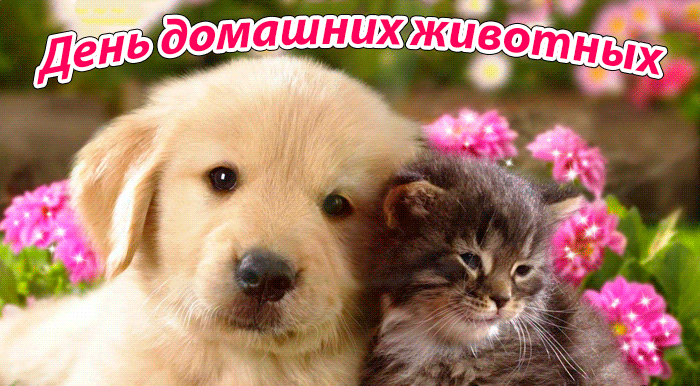 Красивая анимационная открытка на день домашних животных. Красивая анимационная открытка на день домашних животных.