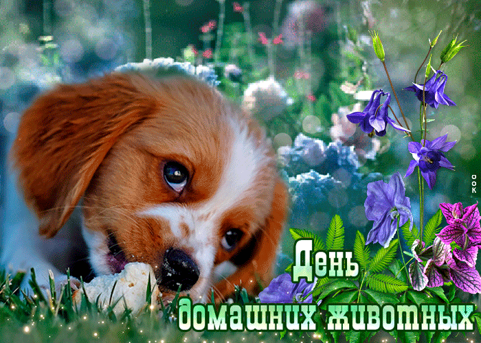 Прикольная открытка всемирный день домашних животных Прикольная открытка всемирный день домашних животных