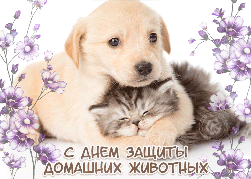 Милая анимация на день защиты домашних животных, кошка и собака. Милая анимация на день защиты домашних животных, кошка и собака.