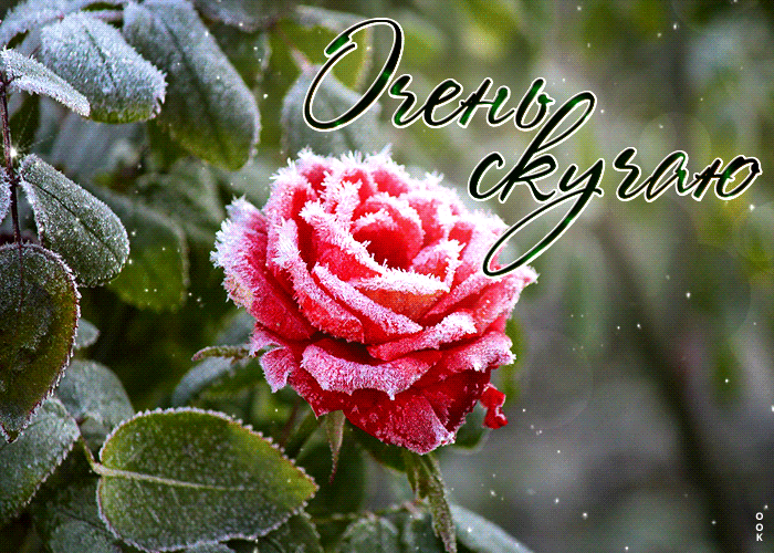 Зимняя Восхитительная и прекрасная анимационная открытка Очень скучаю с красной розой в снегу.