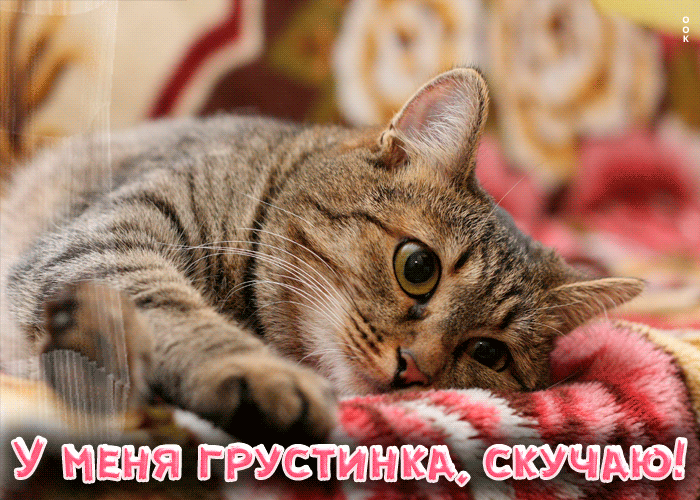Гифка Нежная анимационная открытка У меня грустинка, скучаю с котиком!