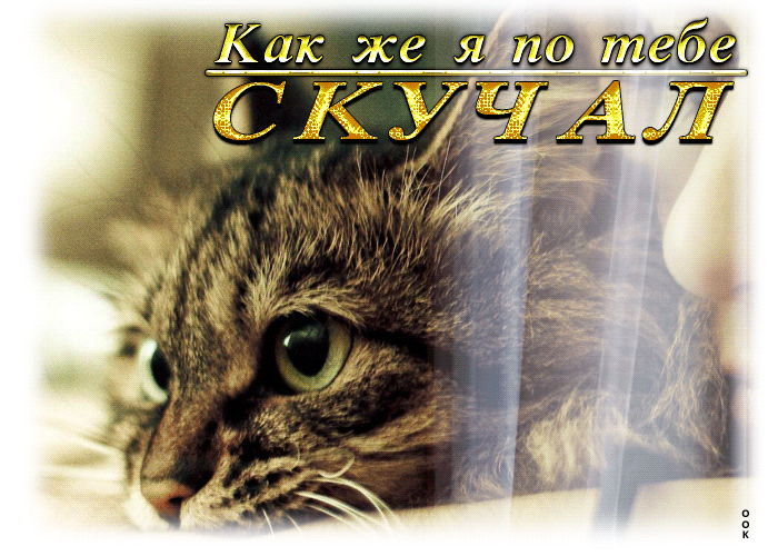 Безумно красивая открытка Как же я по тебе скучал с кошкой.