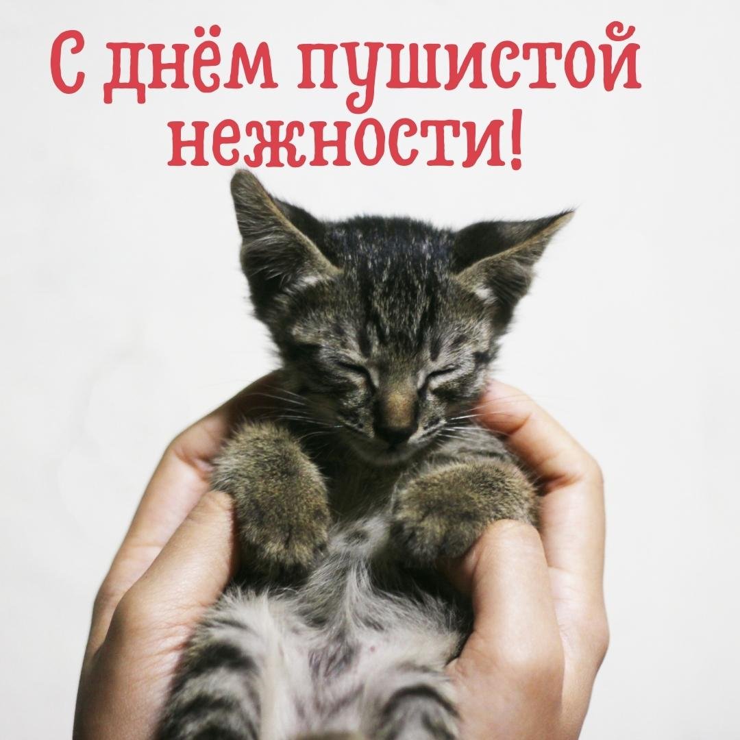 Картинки с днём Пушистой Нежности 2 Декабря (30 фото) Картинки с днём Пушистой Нежности 2 Декабря (30 фото)