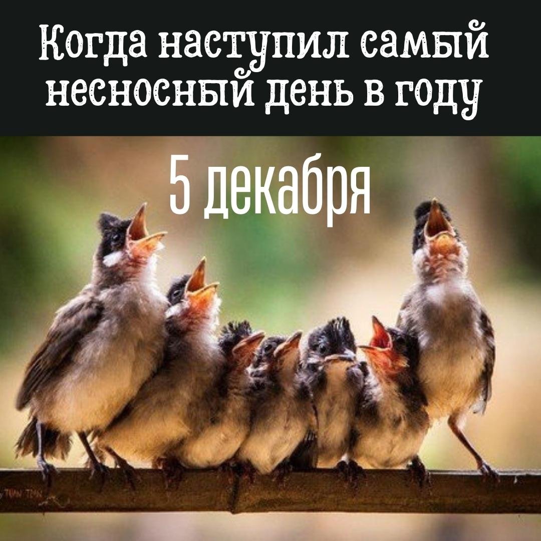 Смешные открытки на Самый несносный день в году 5 Декабря 2023 - 2024 (20 фото) Смешные открытки на Самый несносный день в году 5 Декабря 2023 - 2024 (20 фото)