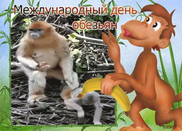Картинка поздравление с Днем обезьян. Картинка поздравление с Днем обезьян.