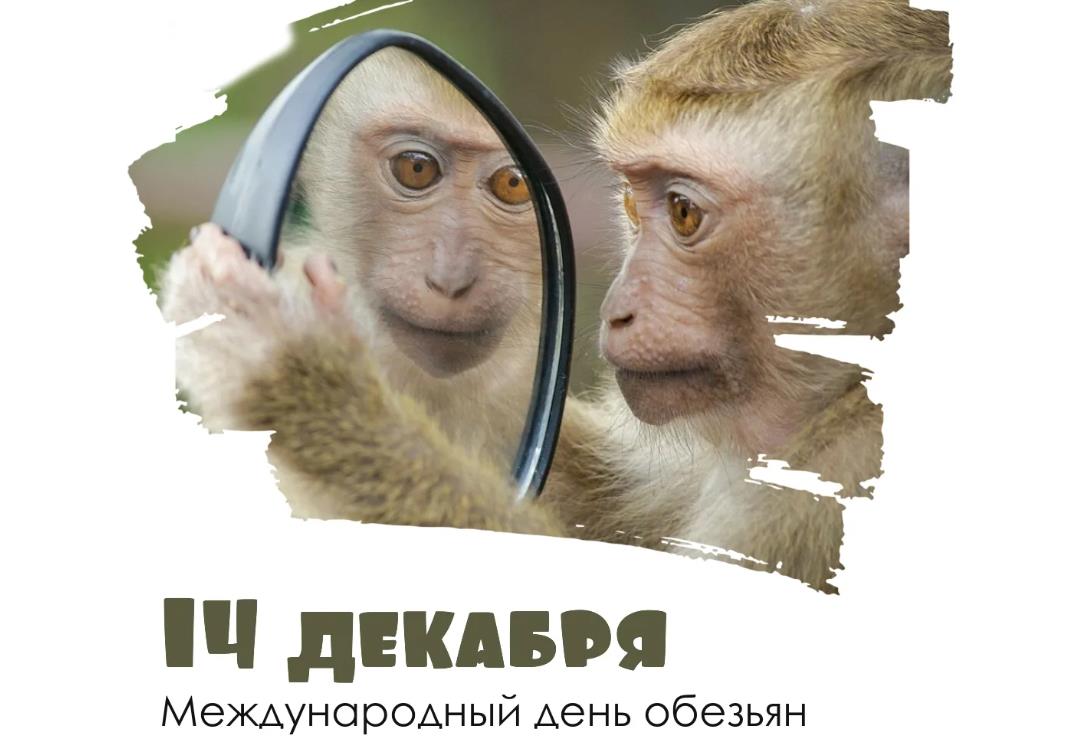 День обезьян 14 декабря День обезьян 14 декабря