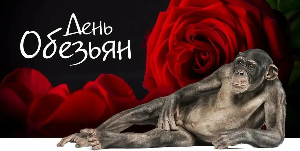 Смешные картинки на Международный день обезьян. Смешные картинки на Международный день обезьян.