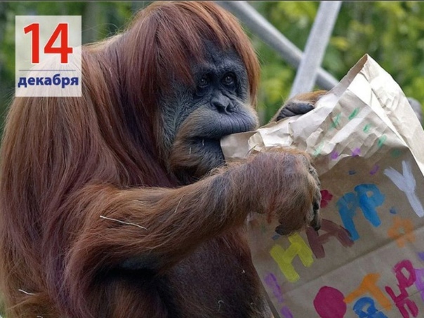 День обезьян 14 декабря открытки День обезьян 14 декабря открытки