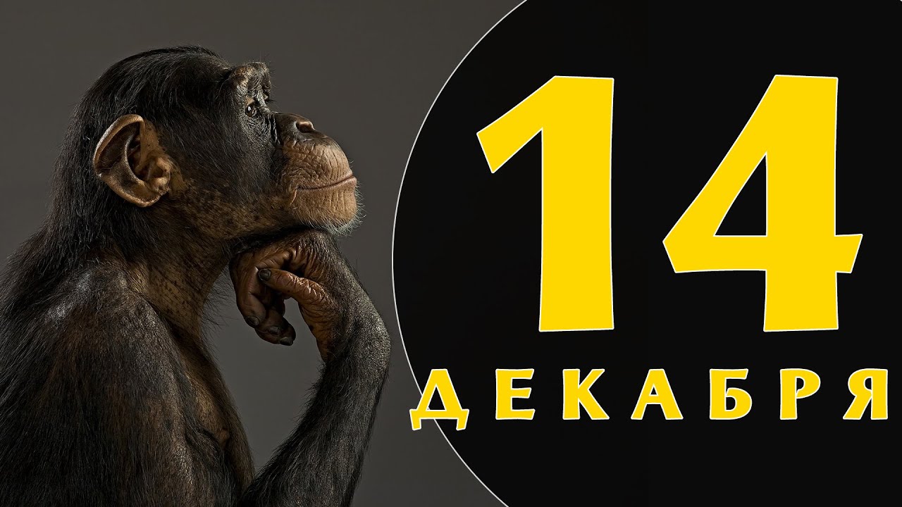 Шутливые открытки и балаганные стихи в День обезьян 14 декабря. Шутливые открытки и балаганные стихи в День обезьян 14 декабря.