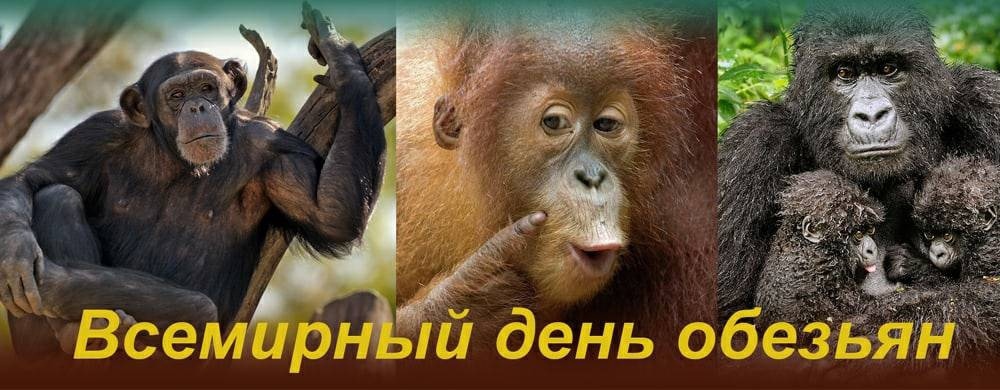 Хостинг картинок yapx.ru