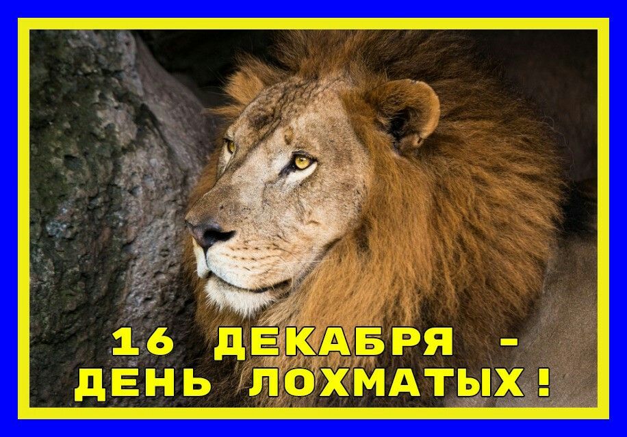 Открытка с Днем лохматых. Открытка с Днем лохматых.