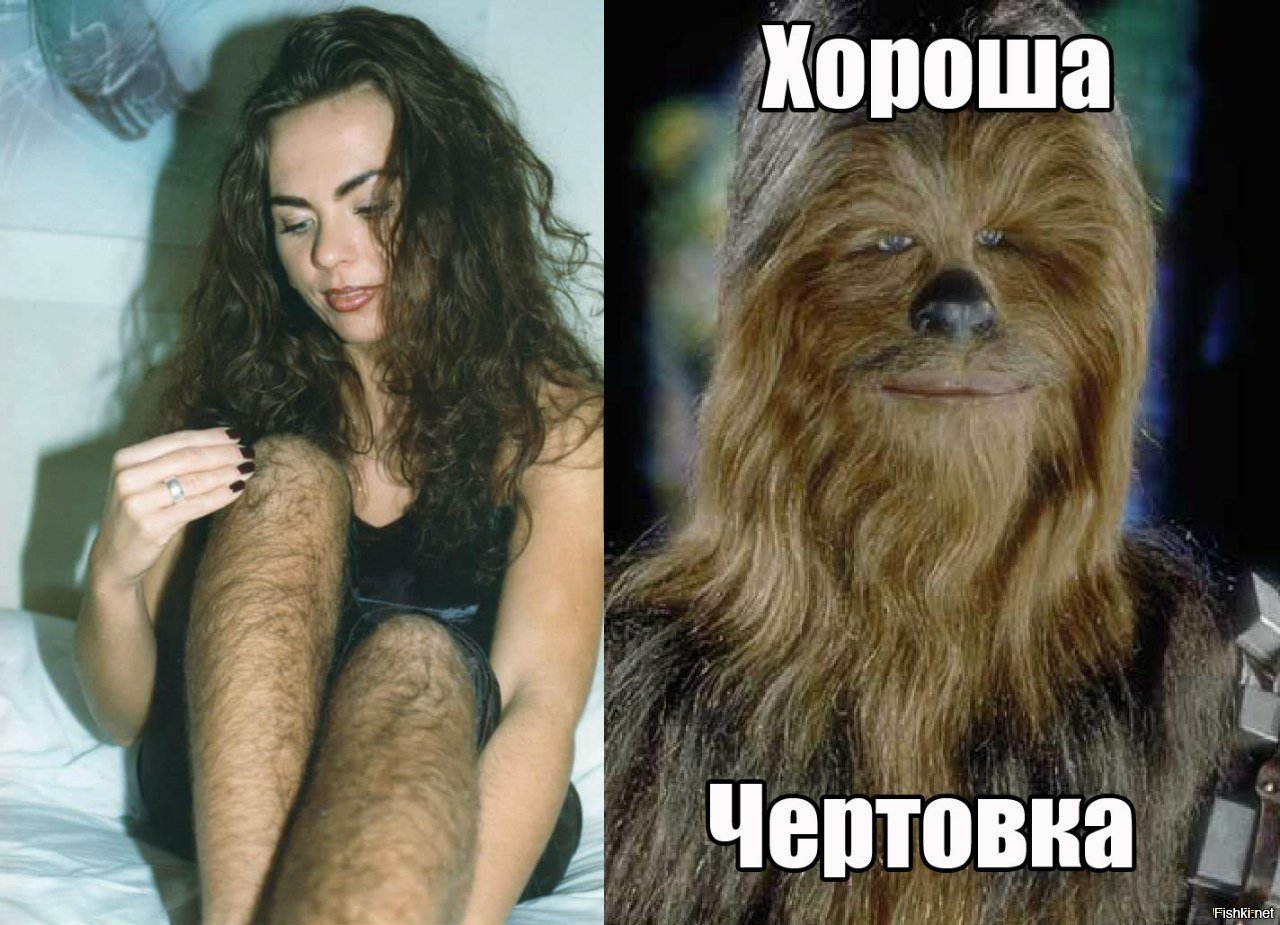 Смешные картинки, мемы День лохматых 16 декабря. Смешные картинки, мемы День лохматых 16 декабря.