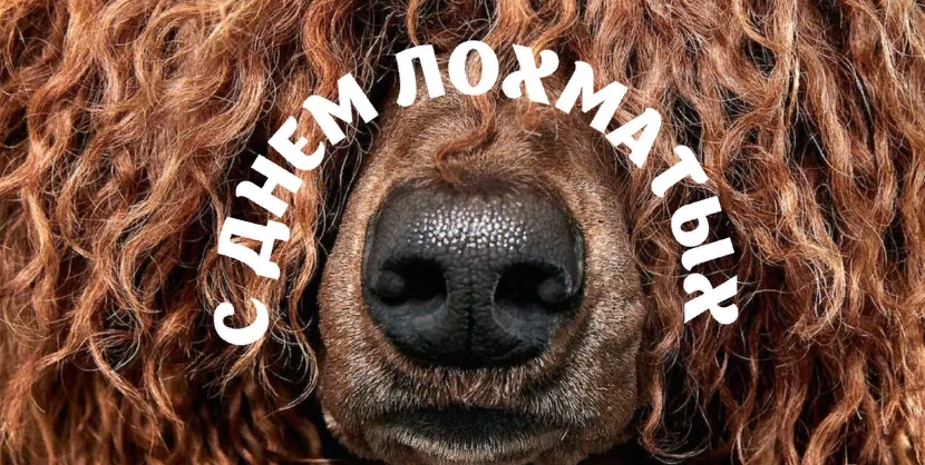 Хостинг картинок yapx.ru