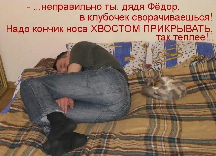 Смешная картинка День сворачивания в клубочек. Смешная картинка День сворачивания в клубочек.