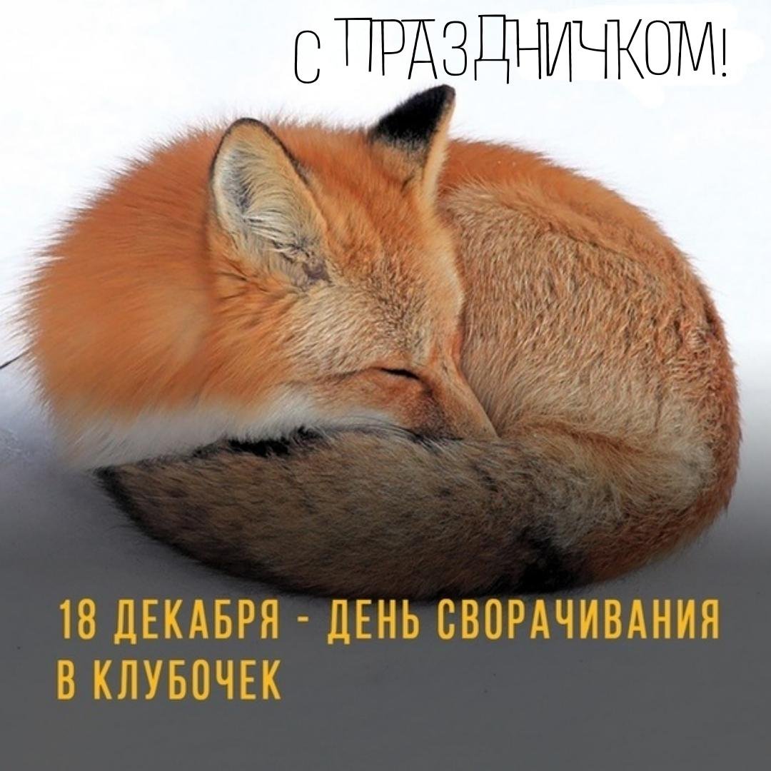 День сворачивания в клубочек. День сворачивания в клубочек.