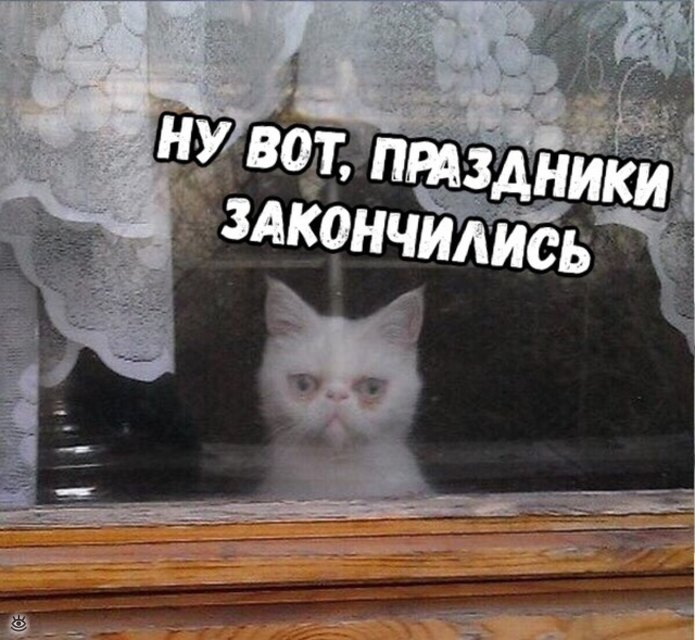 Смешная открытка, ну вот праздники закончились, с грустным котом.