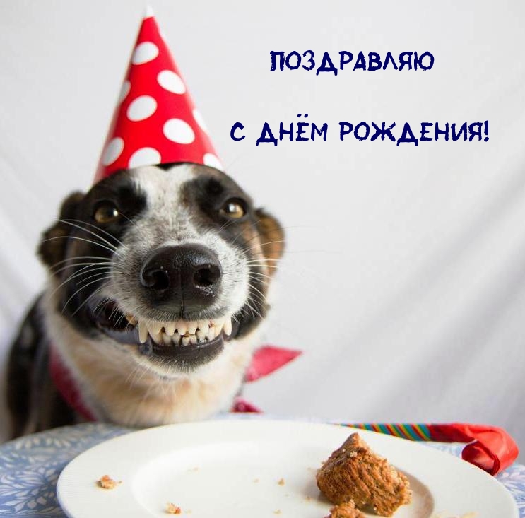 Смешные картинки с Днём Рождения мужчине прикольные.