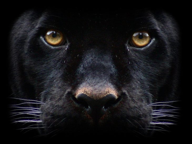 Хостинг картинок yapx.ru