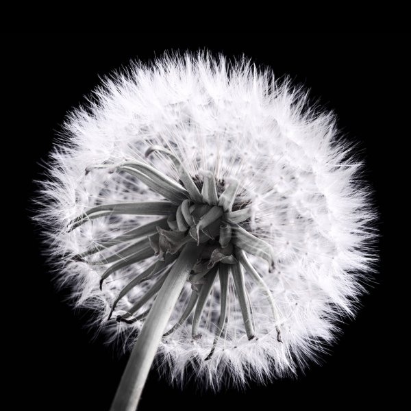 Хостинг картинок yapx.ru