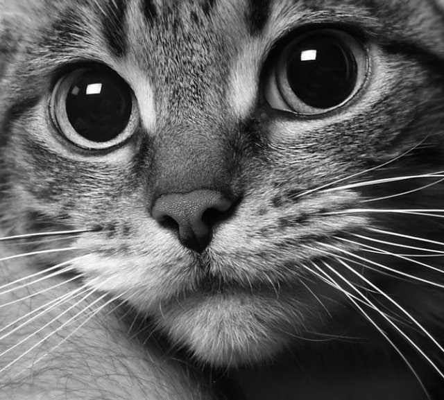 Хостинг картинок yapx.ru