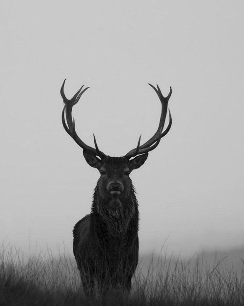 Хостинг картинок yapx.ru