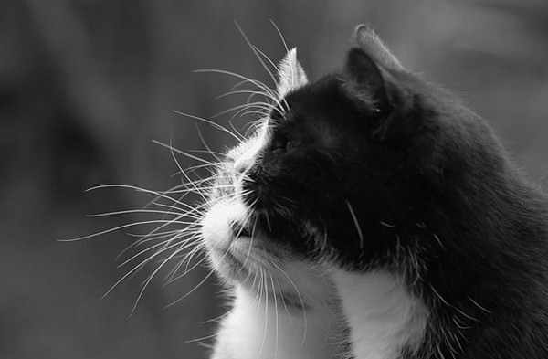 Хостинг картинок yapx.ru