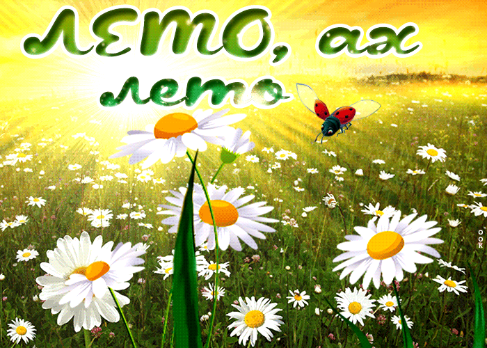 Красивая открытка Лето, ах лето , цветы Красивая открытка Лето, ах лето , цветы