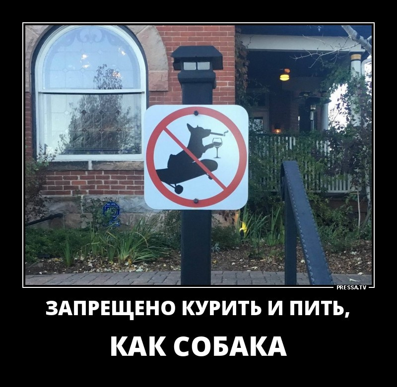 Смешные картинки на телефон высокого качества Смешные картинки на телефон высокого качества